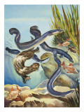 The Eel's Amazing Journey Giclee Print