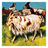 A Herd or Tribe of Goats