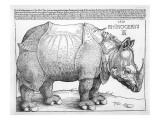 The Rhinoceros, 1515