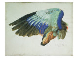 Buy The Right Wing of a Blue Roller at AllPosters.com