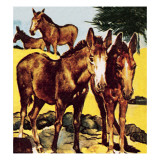 A Pace or Herd of Asses
