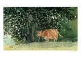 Cow in Pasture, 1878