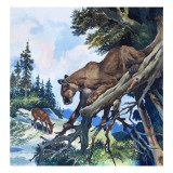 Puma on the Prowl, 1963 Giclee Print