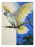 Buy Sulphur-Crested Cockatoo at AllPosters.com