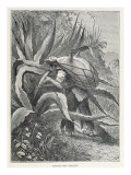 Extracting Pulque