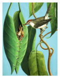 Buy The Tailor Bird, 1970 at AllPosters.com