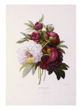 Buy Peonies, Engraved by Prevost at AllPosters.com