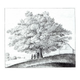 Buy Hollow Tree at Hampstead, 1663 at AllPosters.com