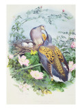 A Pair of Turtle Doves
