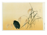 Buy Blackbird, Edo Period at AllPosters.com
