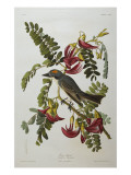 Gray Tyrant. Gray Kingbird