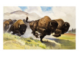 These Buffalo are Bison, 1962 Giclee Print