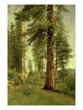 California Redwoods