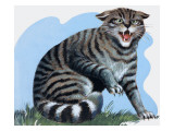 Buy Wild Cat, from 'Treasure', 1966 at AllPosters.com