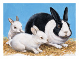 Buy Rabbits at AllPosters.com