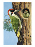 Buy Woodpecker at AllPosters.com