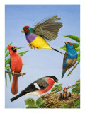 Buy Tropical Birds at AllPosters.com