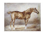 Horse in a Stable