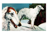 Borzoi