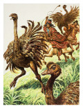 Rheas
