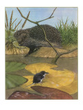 Buy Hedgehog and Vole at AllPosters.com