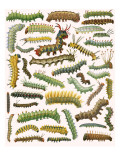 Caterpillars