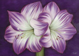 Amaryllis Amour