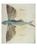 Buy Flying-Fish at AllPosters.com