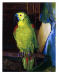 Buy Parrot, 1915 at AllPosters.com