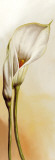 Buy White Callas I at AllPosters.com