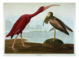 Scarlet Ibis