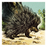 Buy Porcupine at AllPosters.com
