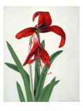 Buy Flower Study, at AllPosters.com