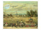 Picking Cotton