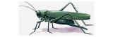 Buy Grasshopper, 1966 at AllPosters.com