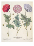 Buy Poppies at AllPosters.com