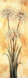 Golden Dandelion I