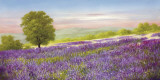 Lavender Field