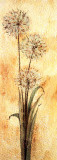 Golden Dandelion II