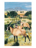 Buy Arabian Oryx at AllPosters.com