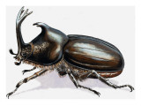 Buy Stag Beetle, 1966 at AllPosters.com