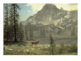 Call of the Wild