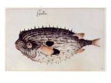 Buy A Burrfish at AllPosters.com