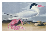 Cayenne Tern