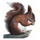 Buy Red Squirrel at AllPosters.com