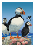 Buy Puffins at AllPosters.com
