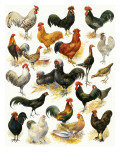 Poultry