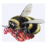Buy Honey Bee at AllPosters.com