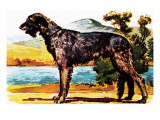Irish Wolf-Hound
