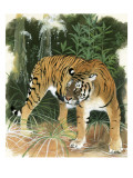 Bali Tiger